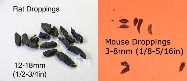 Rat v mouse droppings deals